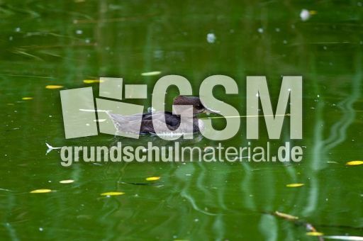 Kappensäger (1 von 3).jpg